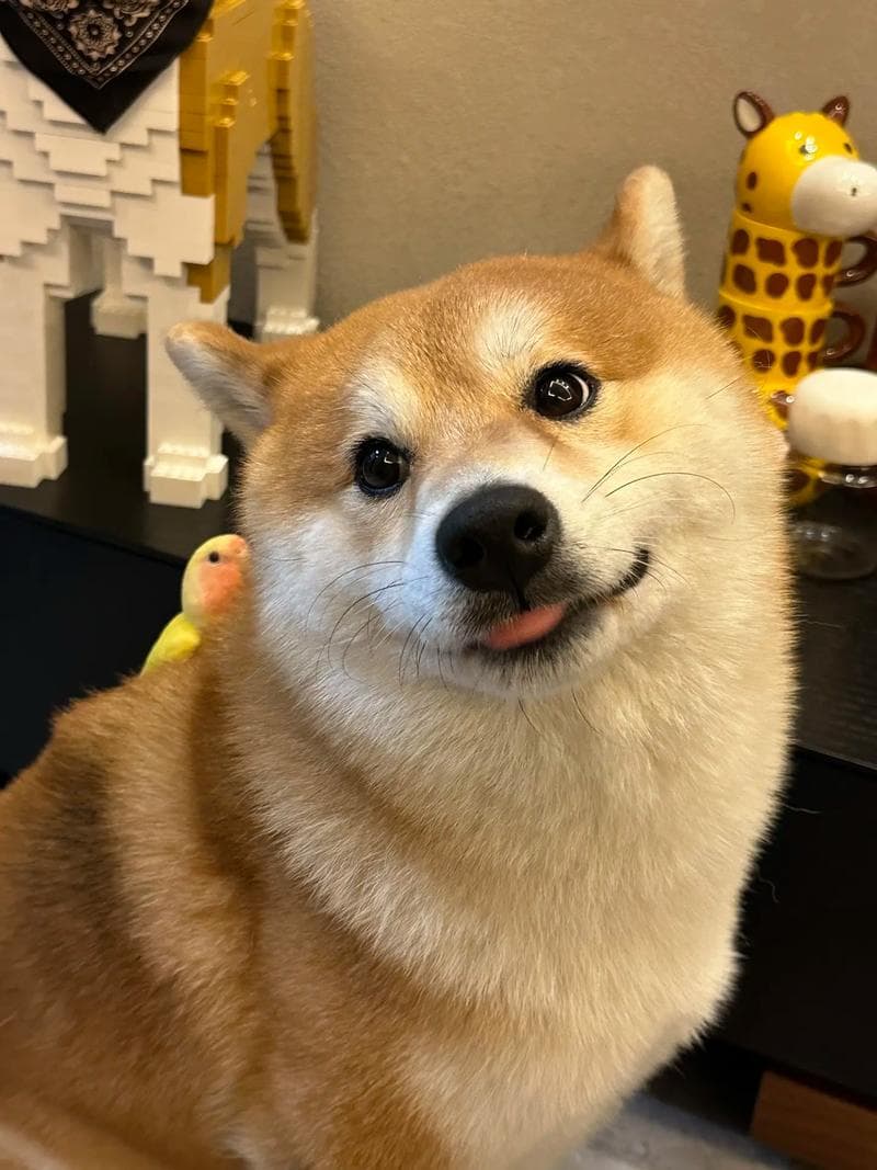 Baga with bird on shoulder