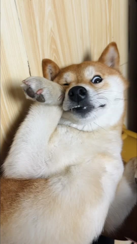 Baga funny face with paw up