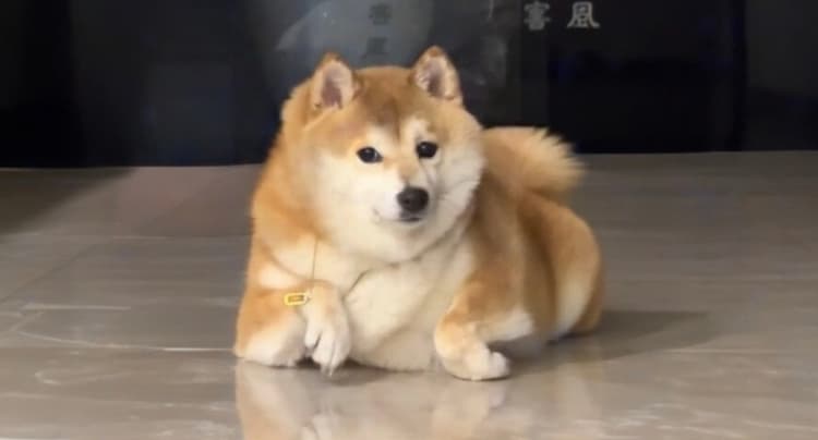 Baga — the signature pose